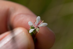 Oenothera simulans