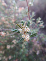 Pomaderris angustifolia