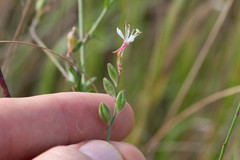 Oenothera simulans