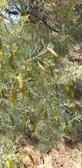 Senna artemisioides artemisioides