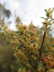 Pomaderris angustifolia