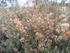 Pomaderris angustifolia