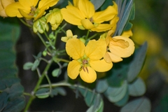 Senna surattensis