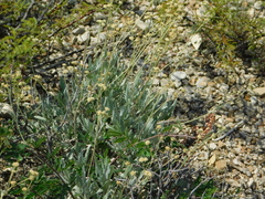 Parthenium argentatum