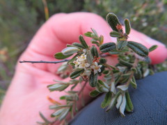 Pomaderris angustifolia