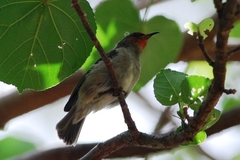 Myzomela erythrocephala