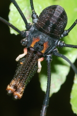 Forsteropsalis inconstans