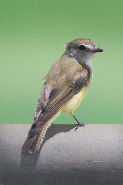 Lemon-Bellied Flyrobin