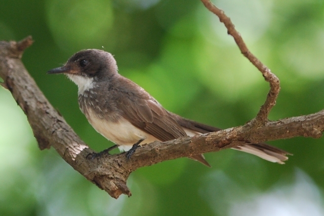 Northern Fantail