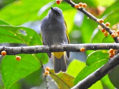 Rubigula cyaniventris