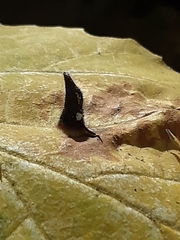 Hormaphis hamamelidis