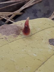 Hormaphis hamamelidis