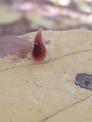 Hormaphis hamamelidis