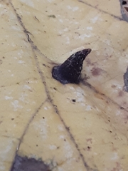 Hormaphis hamamelidis