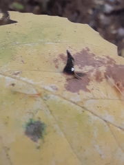 Hormaphis hamamelidis