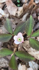 Anemonoides lancifolia