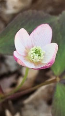 Anemonoides lancifolia