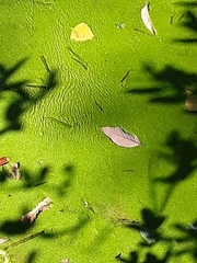 Lemna minor