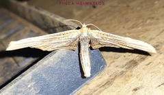 Forbesopsis sphingipennis