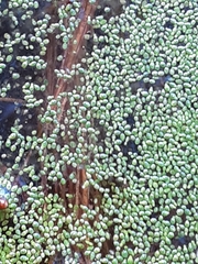 Lemna minor