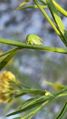 Spissistilus festinus