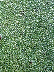Lemna minor