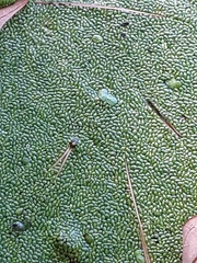 Lemna minor