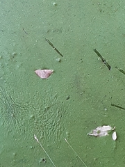Lemna minor