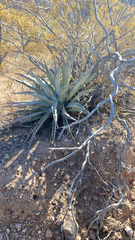 Agave simplex
