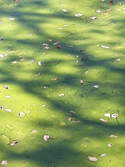 Lemna minor