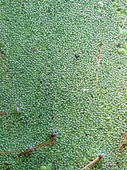 Lemna minor