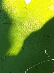 Lemna minor