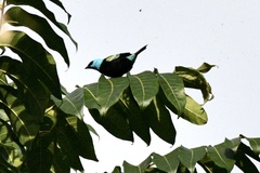 Stilpnia cyanicollis