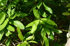 Pimenta dioica