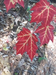 Acer rubrum