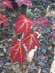 Acer rubrum