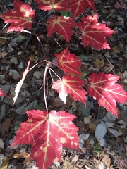 Acer rubrum