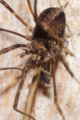 Forsteropsalis inconstans