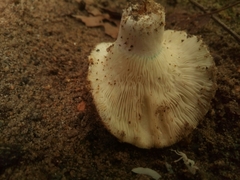 Russula brevipes acrior