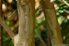 Pimenta dioica