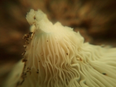 Russula brevipes acrior