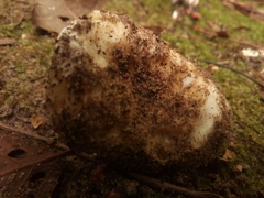 Russula brevipes acrior