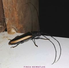Poeciloxestia lateralis