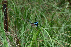 Malurus cyaneus cyanochlamys