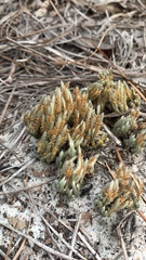 Selaginella acanthonota