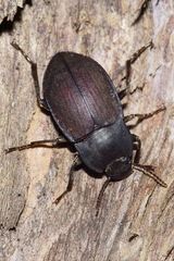 Mimopeus opaculus