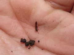 Stigmatomma pallipes