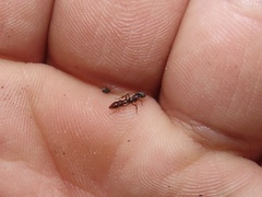 Stigmatomma pallipes