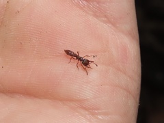 Stigmatomma pallipes