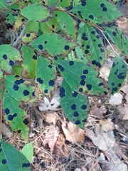 Rhytisma